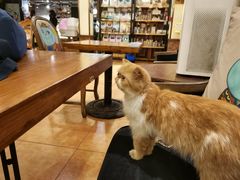 -more than meow吴止猫主题餐厅(承德 中船汇店)