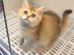 -lincat·猫舍(广州店)