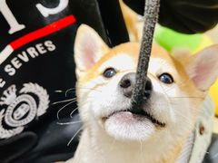 -逗柴咖啡屋·狗咖猫咖宠物桌游