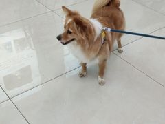 -北京观赏动物医院·24小时大型综合·猫专科·异宠专科