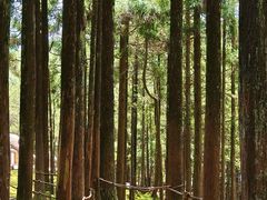 -玉苍山国家森林公园