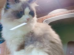 -猫十亿·布偶金渐层·曼基康矮脚猫舍(青年路店)