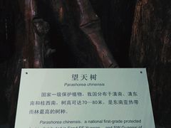 -中国科学院西双版纳热带植物园