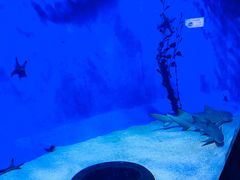 -太平洋海底世界