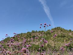-紫海香堤香草艺术庄园