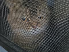 -心仪动物医院·牙专科·肿瘤·心脏科(西客站院)