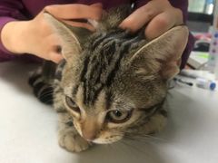 -美联众合宠物医院·爱萌分院·内外科·猫科中心