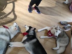 -Husky Go! 哈士奇体验馆·宠物咖啡厅狗咖