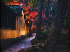 -上海佘山国家森林公园天马山园