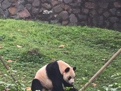 -都江堰中华大熊猫苑