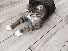 -海边的猫和咖啡馆