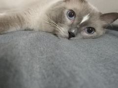 -创凡宠物医院·骨专科  猫科中心(西乡分院)