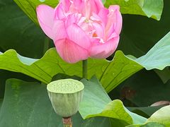 -陈家山荷花公园