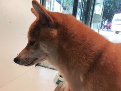 -柴源莊·柴小宠柴犬咖啡