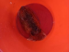 -蓝湾碧波·老字号·疍家非遗海上餐厅
