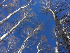 -塞罕坝国家级自然保护区