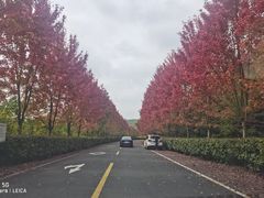 -南京枫彩漫城