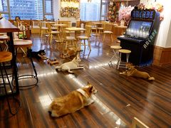 大堂-豆柴町-柴犬主题狗咖(红鼎国际C座店)