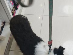-美联众合动物医院·24h京西诊疗中心