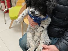 -北京观赏动物医院·24小时大型综合·猫专科·异宠专科