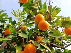 -上海滨江森林公园