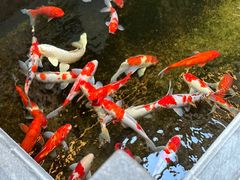 -鲤院·新中式美学·庭院餐厅(夫子庙店)
