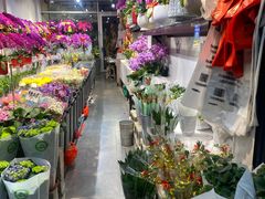 -溪岸路花鸟市场