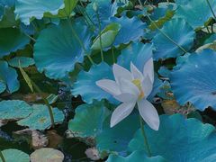 -上海醉白池公园