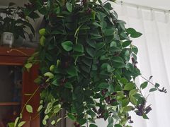 -三旗百汇商品城