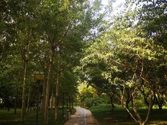 -大望京公园