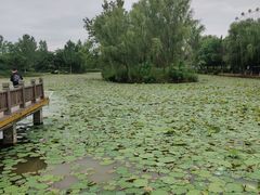 -西安浐灞国家湿地公园