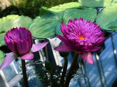 -国家植物园南园