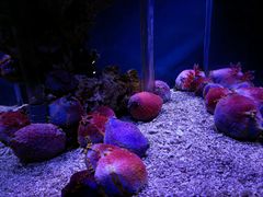 -太平洋海底世界