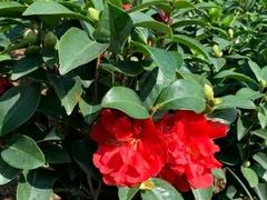 -金花茶公园