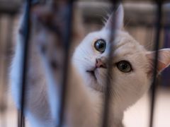 -飞行喵MR PILOT|猫舍·猫咖(静安大融城店)
