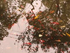 -合肥滨湖国家森林公园