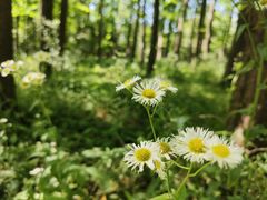 -上海滨江森林公园