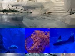 -上海海洋水族馆