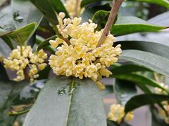 -宜家家居(高新商场店)