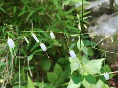 -天燕原始生态旅游区-天门垭景区