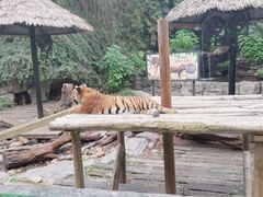 -广州长隆野生动物世界