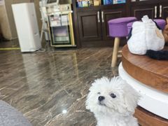 -宠爱国际动物医院·消化内科·心肾内科·ISFM猫友好(望京店)