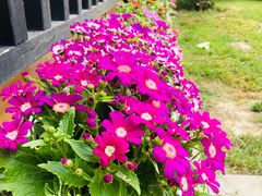 -荷风细雨·中国茶宴(碧云店)