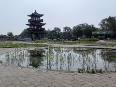 -荷花大观园