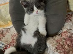 -派特宠物医院(圆融广场店)