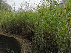 -丰盛镇响水水库