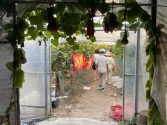 -马陆小张葡萄园农家乐