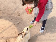 -前小桔亲子创意农场·草莓采摘·露营烧烤