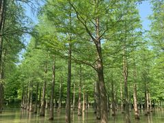 -泗洪洪泽湖湿地景区