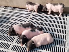 -北京鹿世界主题园